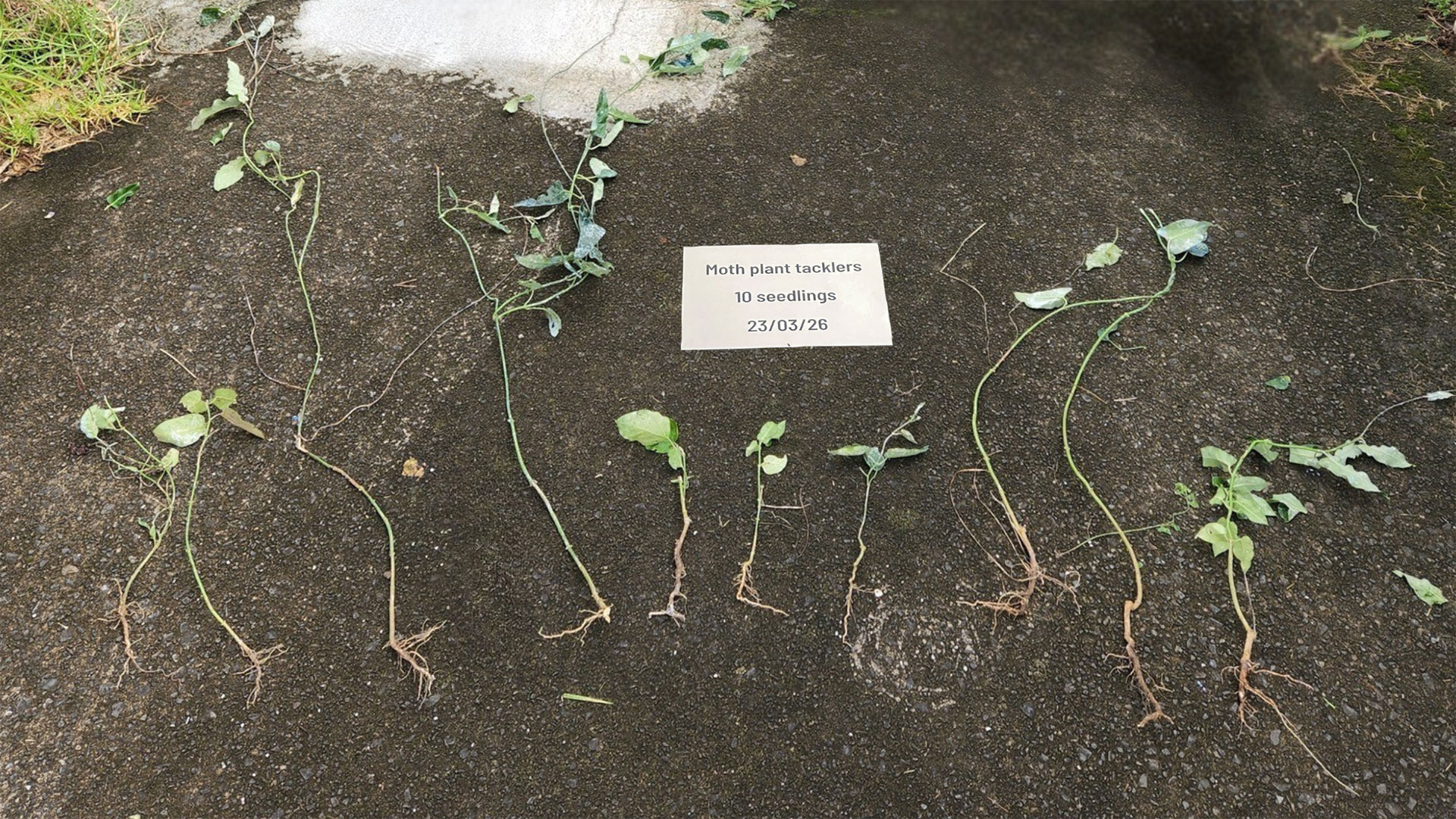 Moth plant seedlings with roots attached in a line on concrete footpath.