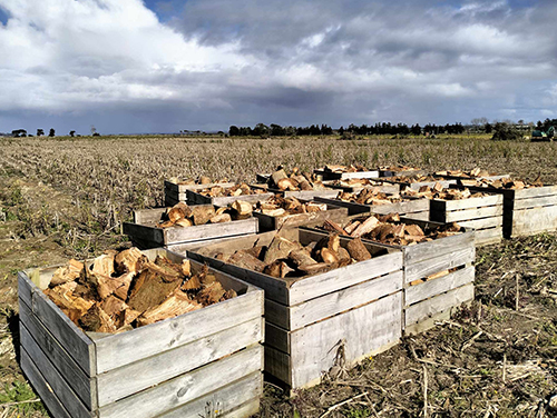 Bins full of firewood.