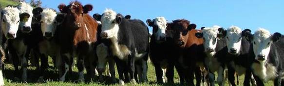 Herd of beef cows.