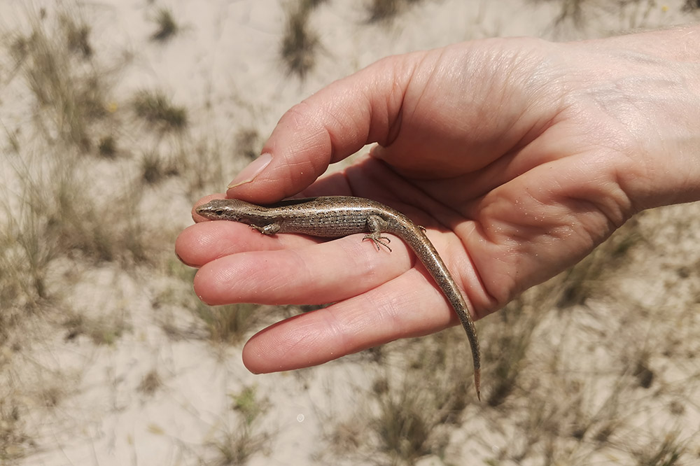 Shore skink held in a hand.