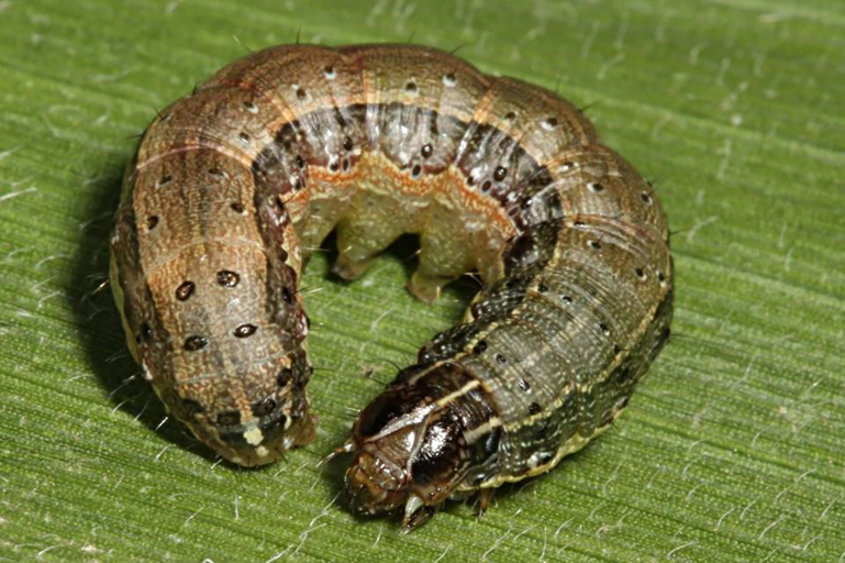 Fall Armyworm Photo SANBI
