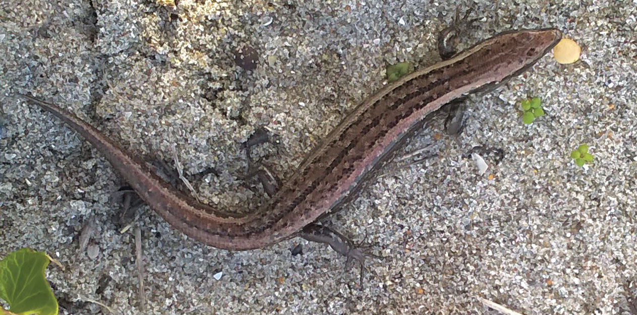 A shore skink on the sand in the dunes.