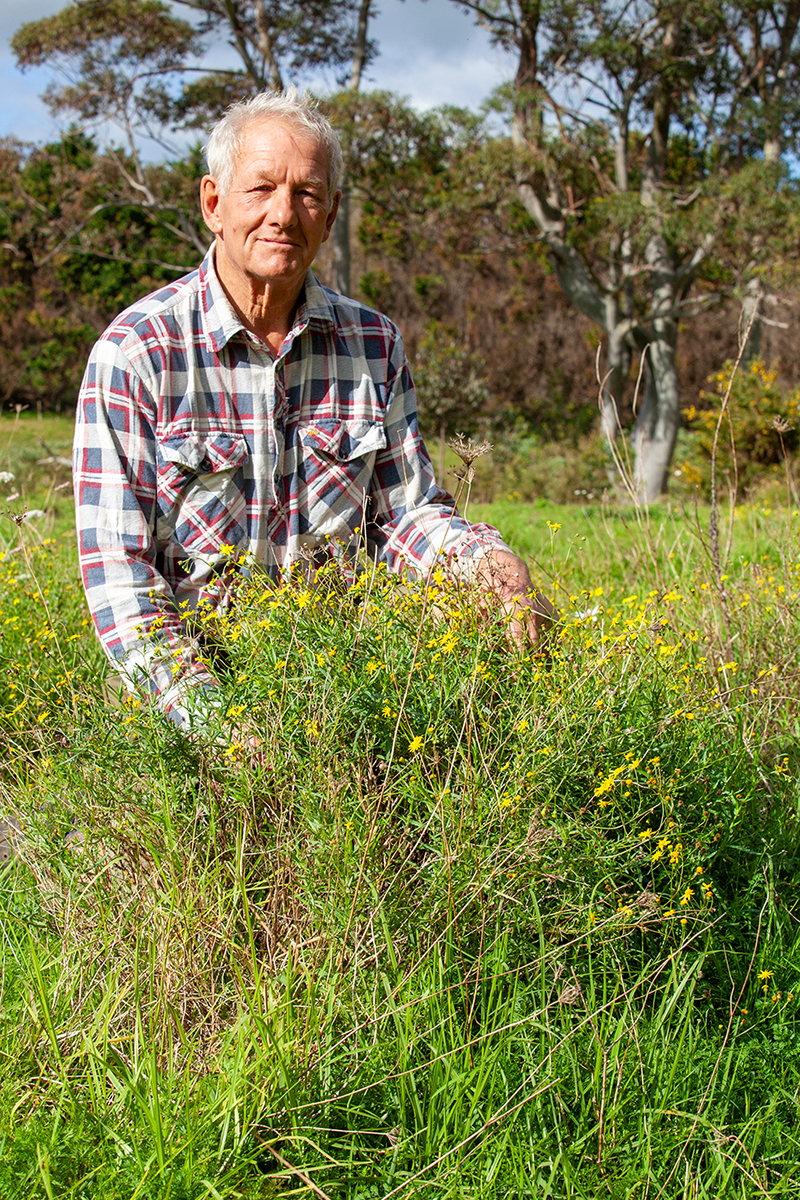 A man kneeling in a pasture full of Madagascar ragwort with yellow flowers.
