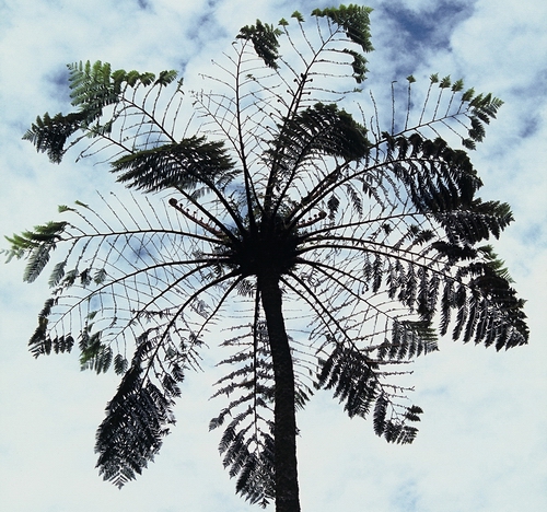 Mamaku tree partially eaten by possums. (Photo: DOC).