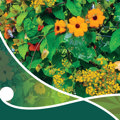 A guide to Northland's pest plants