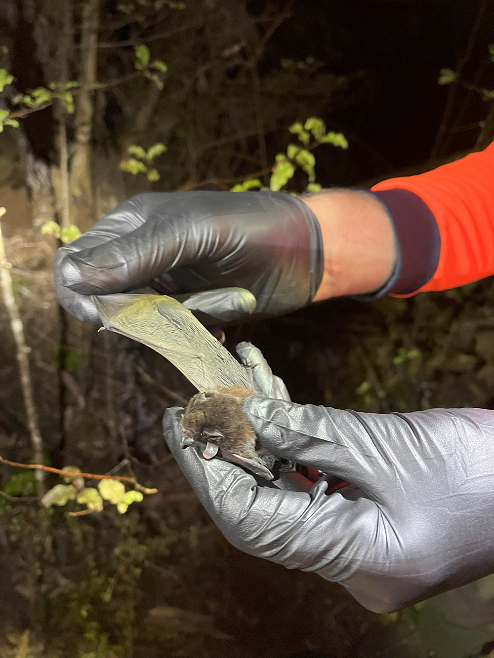 Hands with silver gloves holding a bat and spreading a wing.