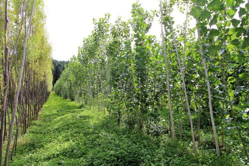 Rows of willow and poplar trees.