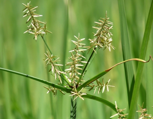 Nutgrass (Photo credit Jeevan Jose).