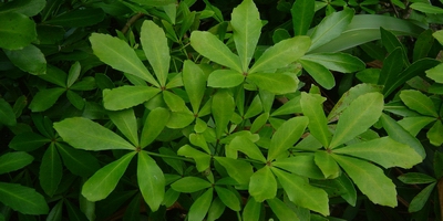 Houpara (Coastal five-finger | Pseudopanax lessonii) (Photo credit - NZPCN, Wayne Bennett).