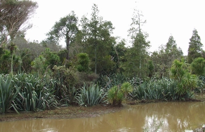 Rotu Bottleneck swamp forest.