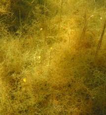 Bladderwort sprawling over submerged vegetation, Morehurehu.