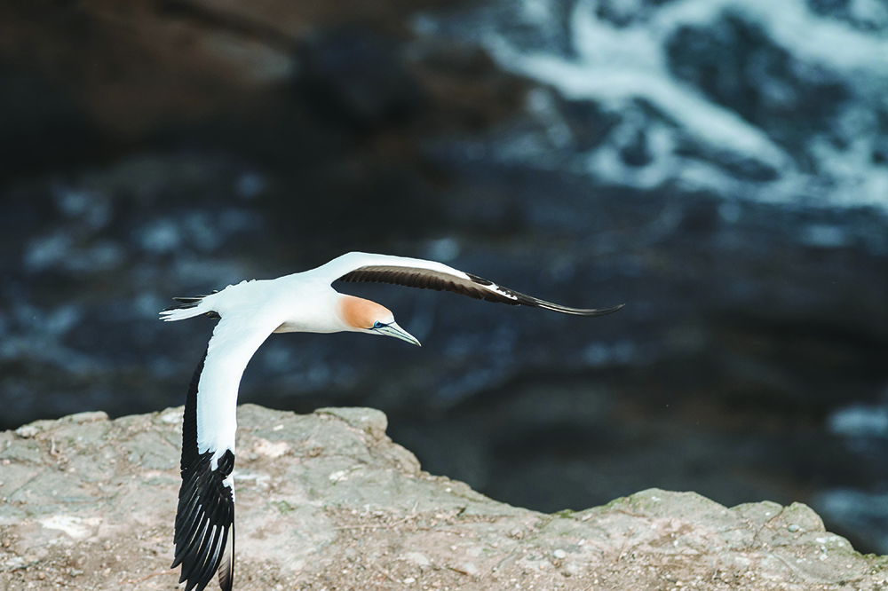 Gannett flying over sea and rocks.