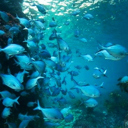 Environment Court confirms no-take fishing areas in Northland