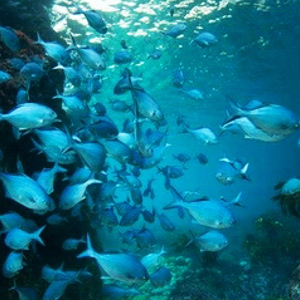 Fish swimming