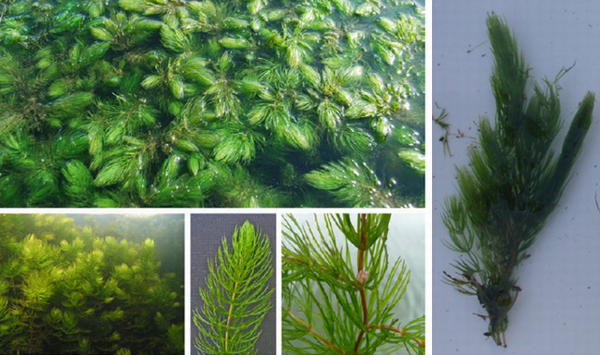 Hornwort.