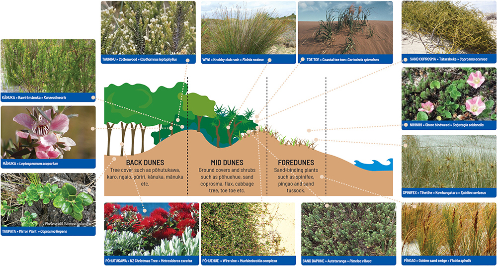 Native dune plants and zones