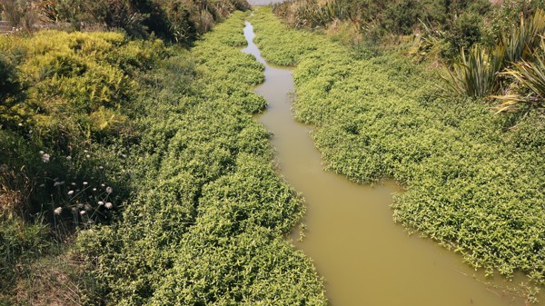 Alligator Weed Photo Credit Trevor James Weedbusters