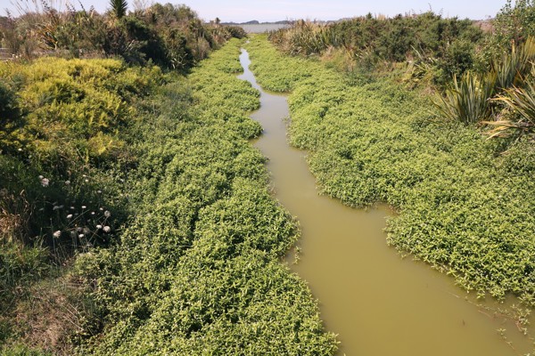 Alligator Weed Photo Credit Trevor James Weedbusters