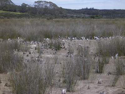 Bog at Lake Ohia, overlaying ancient kauri forest. 