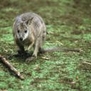 ‘Wallaby’ spotted in Kaipara likely a hare, NRC