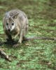 ‘Wallaby’ spotted in Kaipara likely a hare, NRC
