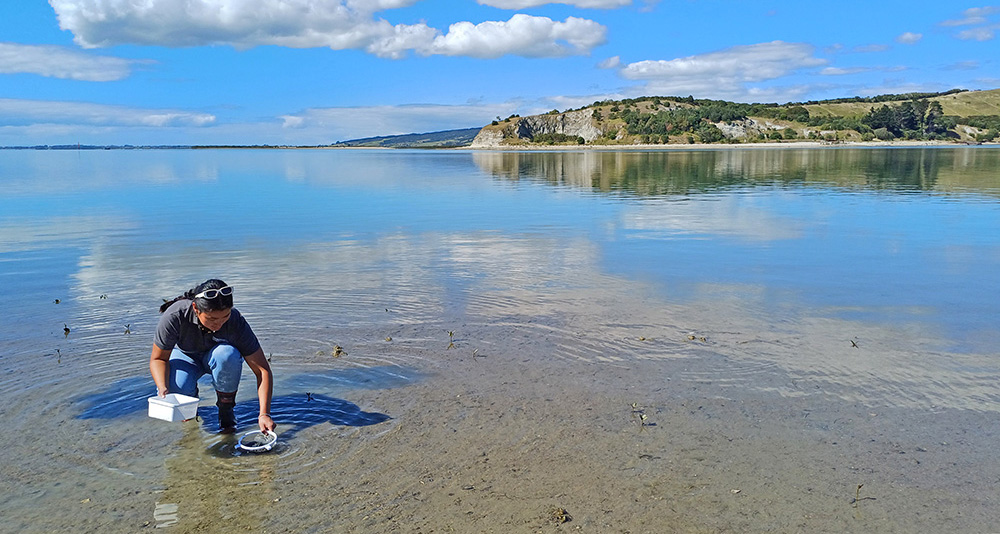 Woman gathering species samples from the harbour.