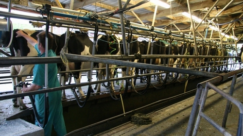 Title: Cows in cowshed. 