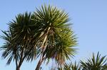 Cabbage tree.