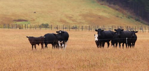 Cattle standing in a dry paddock.