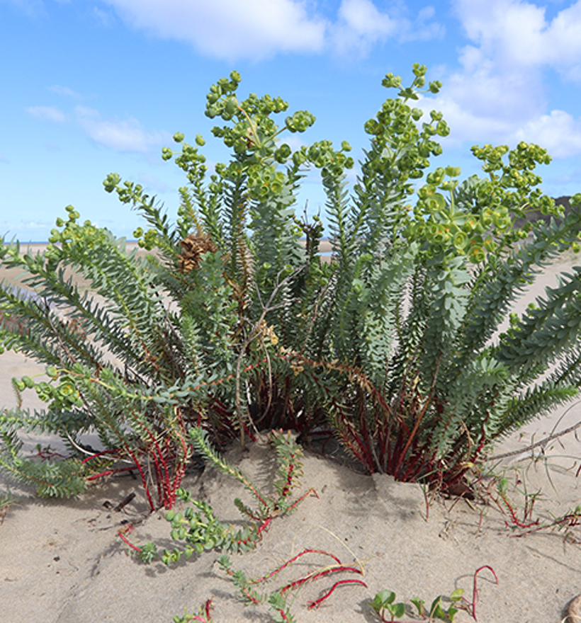 Sea Spurge Flowering Adult Plant And Seedlings 584X513