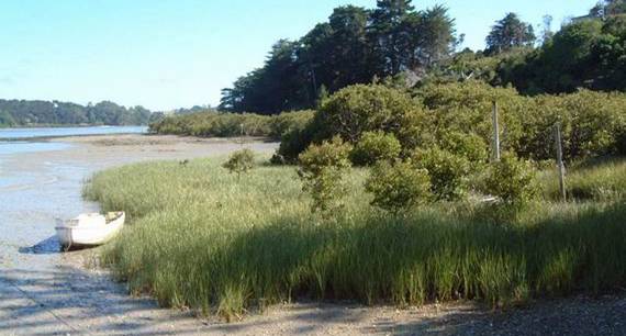 Spartina at the edge of a lake.