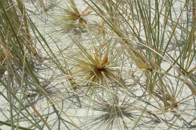 Spinifex dune plant.
