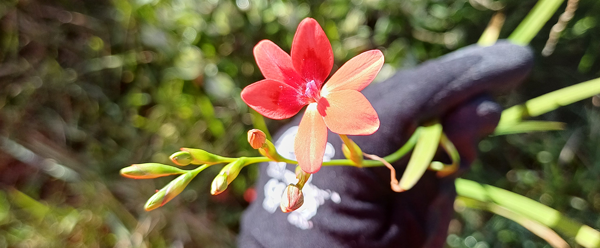 Closeup of a false freesia flower, held in a gloved hand.