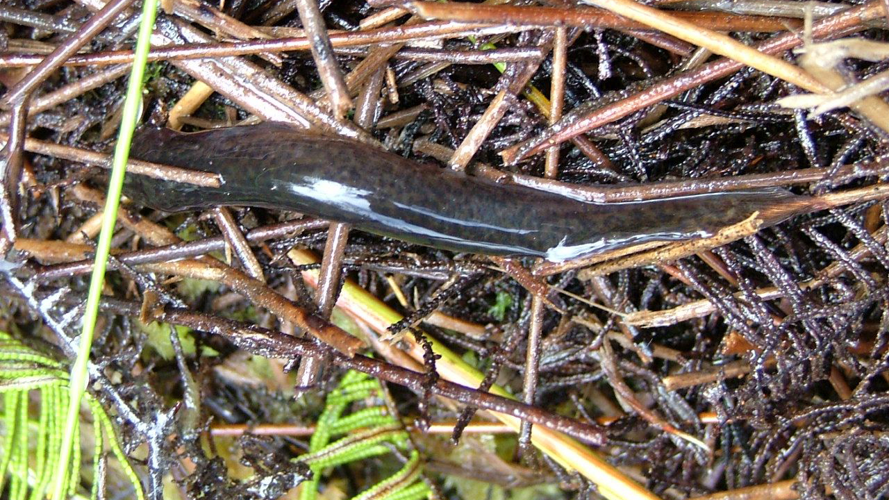 A black mudfish is camouflaged on wet vegetation.