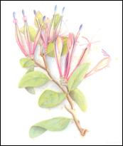 Painting of Adams mistletoe by Fanny Osbourne.