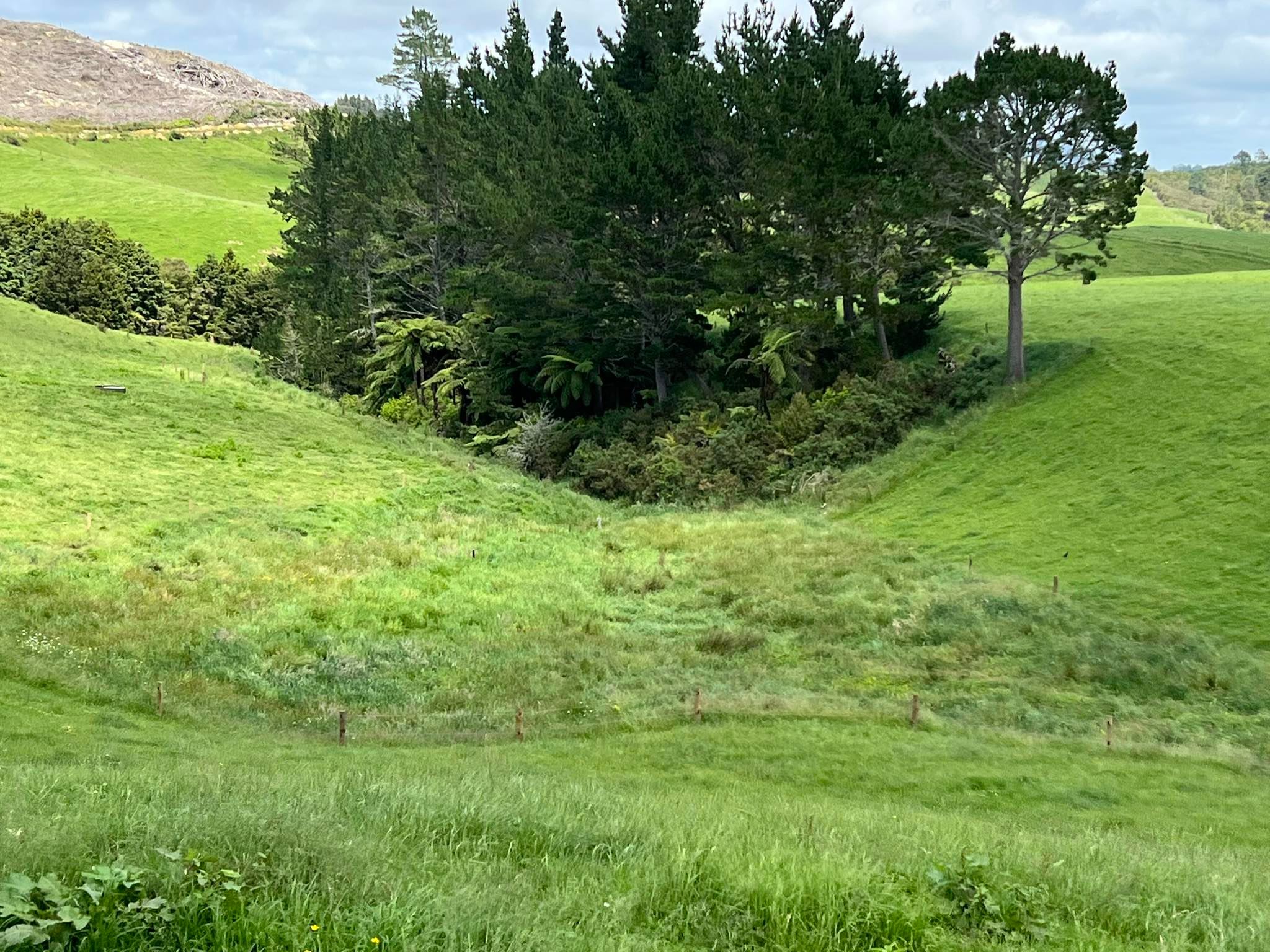 Picture of a section of the Crawford farm showing riparian planting and fencing.