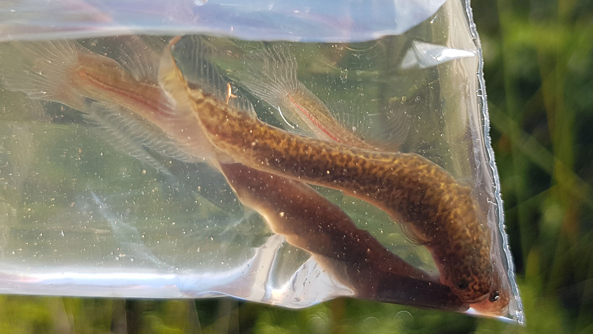 Three mudfish in the corner of a plastic bag filled with water.