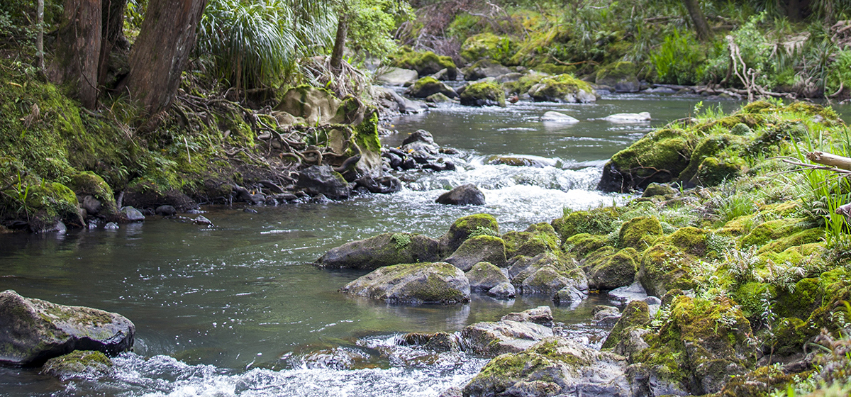 Freshwater river and native bush.