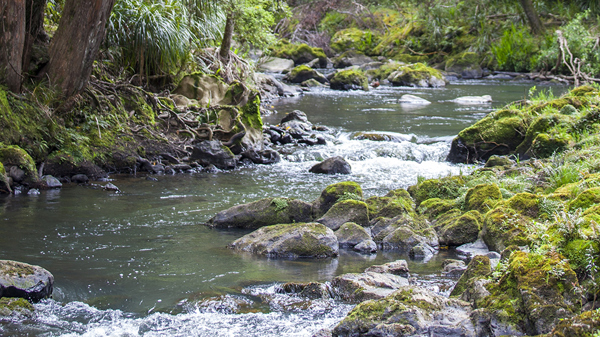 Freshwater And Bush 1200