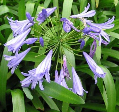 Agapanthus 01 No Photo Credit