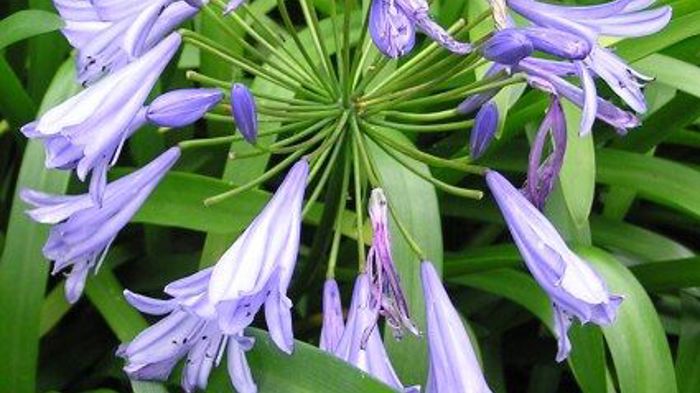 Agapanthus