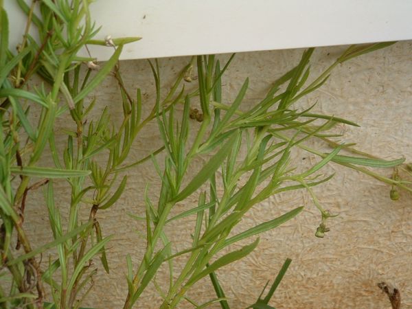 Madagascar Ragwort 01 No Photo Credit