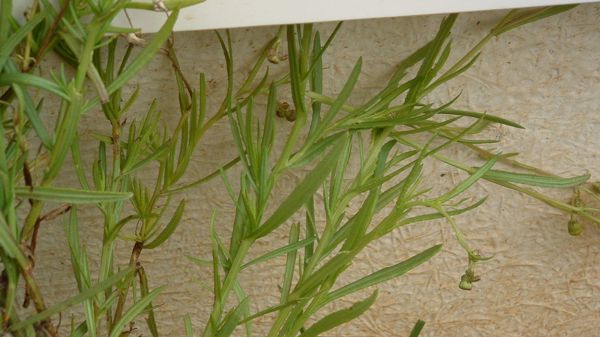 Madagascar Ragwort 01 No Photo Credit