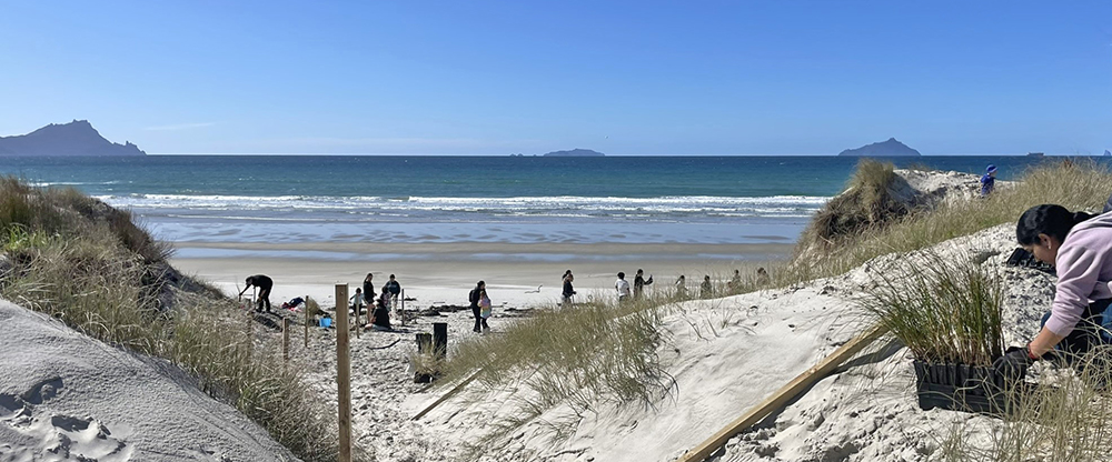 People on the dunes planting and views out to see in Bream Bay.