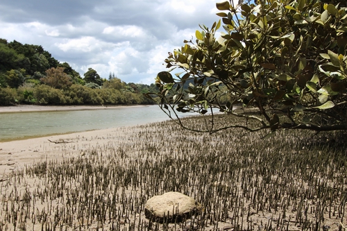 Mangrove root system.