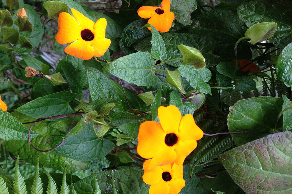 Black-eyed Susan plant.