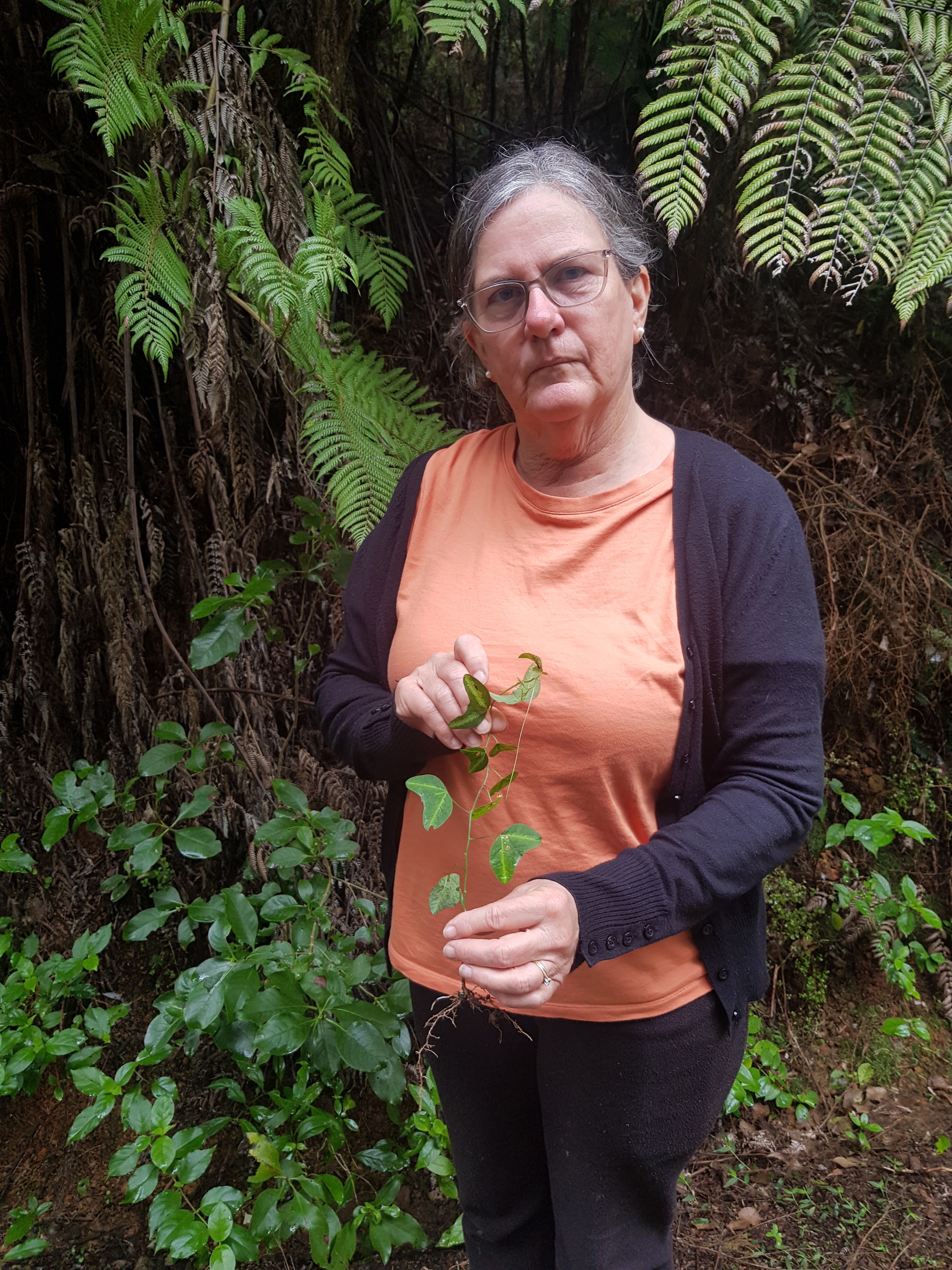 Eileen Alexander with the young bat-wing passion flower found on her Whangarei Heads property.