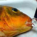Public help wanted to find suspected Lake Taharoa koi