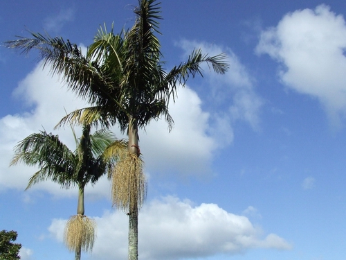 Bangalow palm.