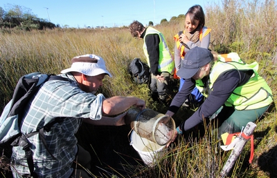 People hunting for rare Northland mudfish in a small area of gumland wetland.